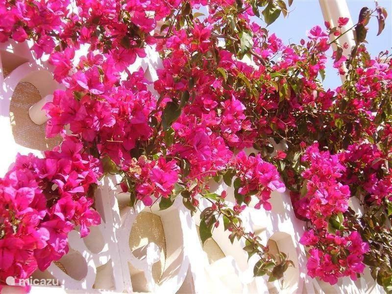 Residence Bougainville La Nucía Eksteriør billede